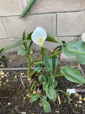 Maintenance on flower beds