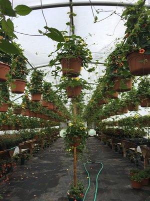 Thunbergia (black eyed Susan baskets)