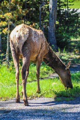 Elk.