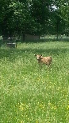 5-5-2014 dunn bull calf