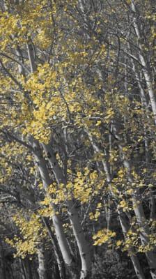 nature photography in Rocky Mountain National Park