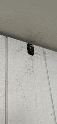 Mud Dauber Wasp Nest