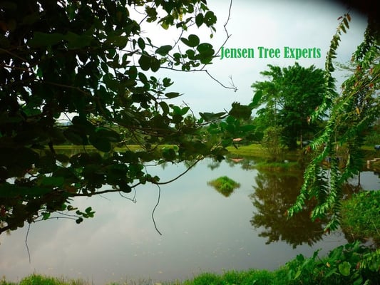 Jensen Tree Experts provides expert tree care including creating beautiful Vista's such as in this photo