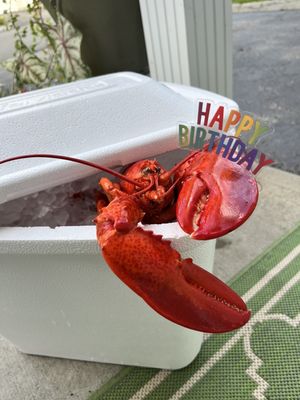 My birthday lobster