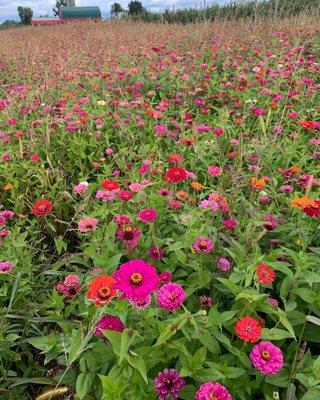 Appleland Farm Market