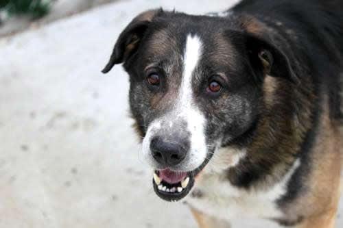 Barney is no pup! and likely misses his home. He belongs running on a beach with a cool owner.