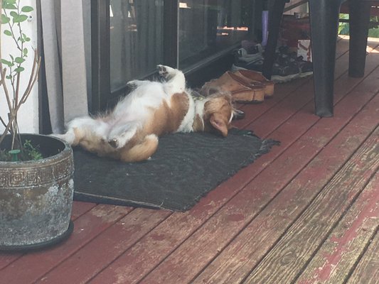 Rosie taking in the sun ☀️