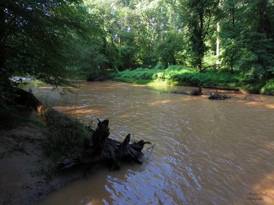 Waters rise after a rain storm within Difficult Run Stream Valley Park.