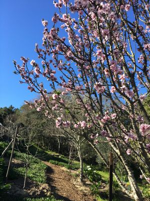 Almond tree in the Healing Oasis garden on a bright Saturday afternoon 2/17/18 - Sara A.