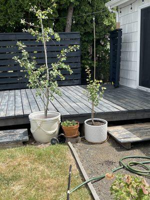 Before painting the decking boards and the attached fence