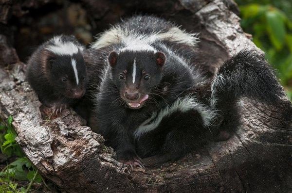 Skunk Removal Indianapolis