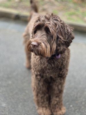 Sparrow, Therapy Dog in Training