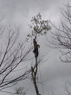 Tall tree removal