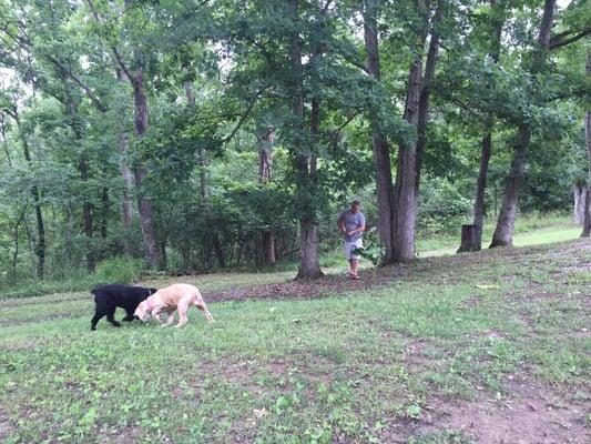 My pups loved the green space.