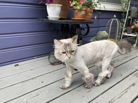 groomed long hair Siberian cat