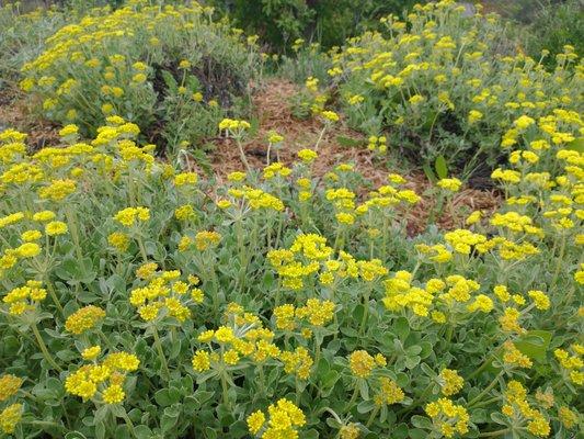 Buckwheat "Shasta Sulfur Flower"