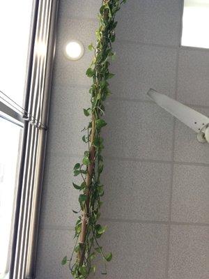 3-2021 the longest plant I've see.   it goes up to the ceiling