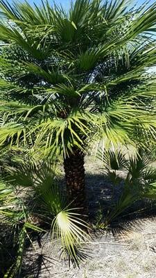 Sod - Palms - Landscape