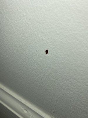 Round 2 of bed bugs after they supposedly treated the place.