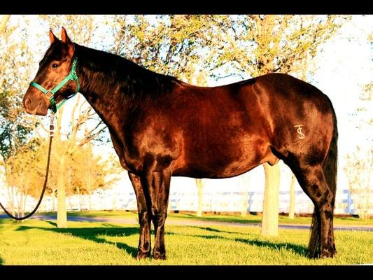 Roping horses for sale