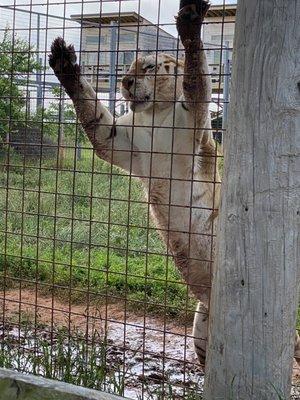 Hungry female tiger