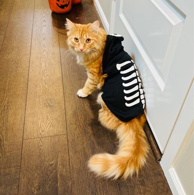 If you can't tell the murder in his eyes... my kitty: Latte :) He was not amused with the costume!