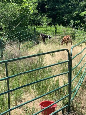 Goats at work near the water!