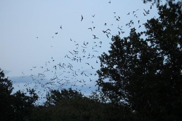 Old Tunnel State Park - The Bat Emergence