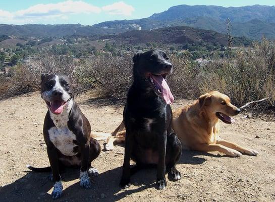 I love healthy pet newbury park as it used to be josh pet rescue and pet food store where I rescued all three of these dogs