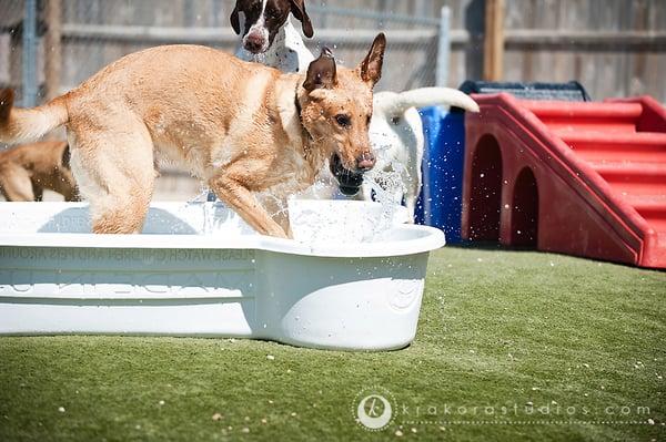 Chance says his favoirite pastime (one of many)  is diving for kongs in the pool