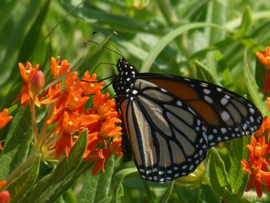 Native Plant Scapes