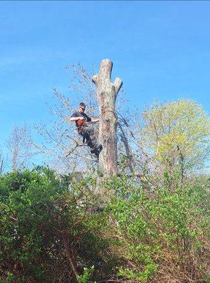 Tree climbing professional