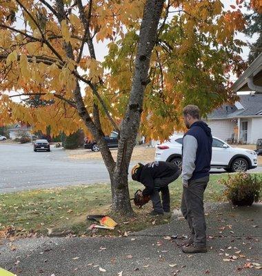 Beginning to cut the tree.