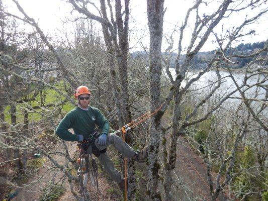 Arborist Tied Into Tree for Structural Prune