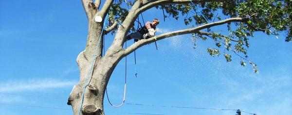 Trimming Trees in Temple, Tx