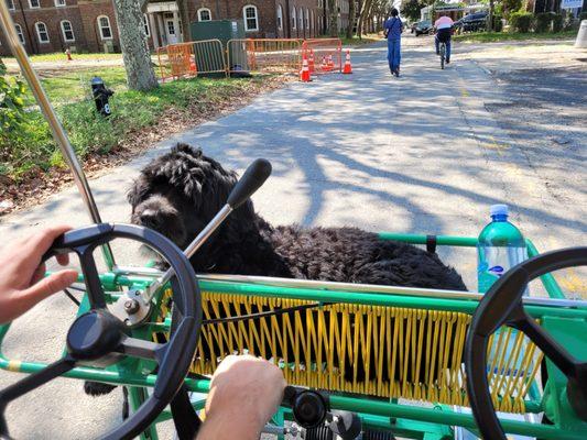 Medium sized dog in basket.