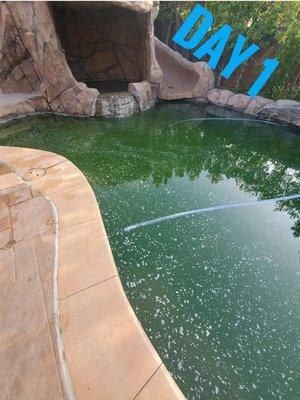 Quick green pool clean up