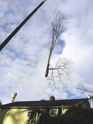 Ridgewood Tree Service