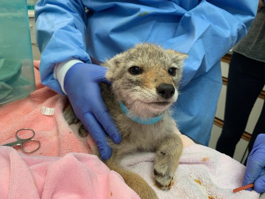 A young orphaned coyote receiving an examination.