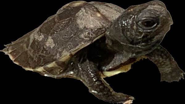 Female Eastern Box Turtle.