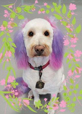 Annie the golden doodle with pink and purple ears