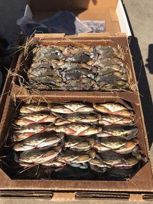 Soft shell crabs , tasty treat