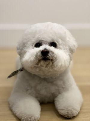 Great job cutting Bichons!