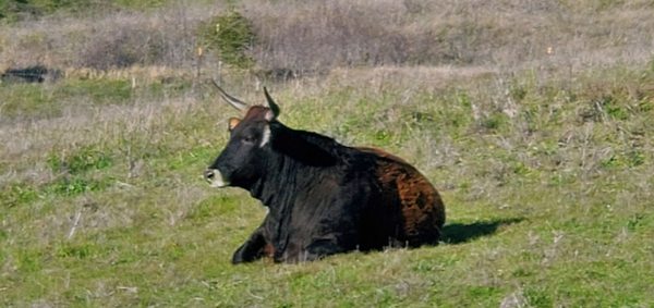 Newell Open Space Preserve