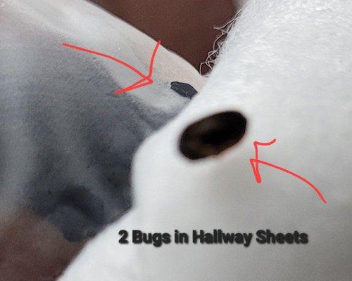 Bugs on the pillows