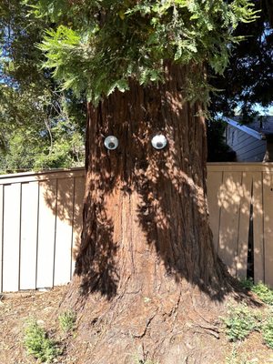 big redwood friend