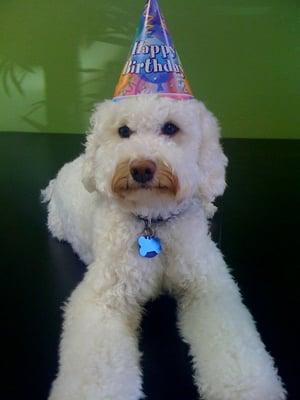 360's therapy dog Tinker on her first birthday!