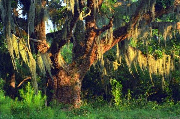 Spanish moss draped oaks are just part of what creates the natural beauty of Dataw Island.