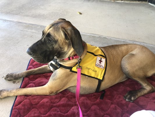 Dusty Rose 2 1/2-year-old Great Dane Therapy Dog and Service dog