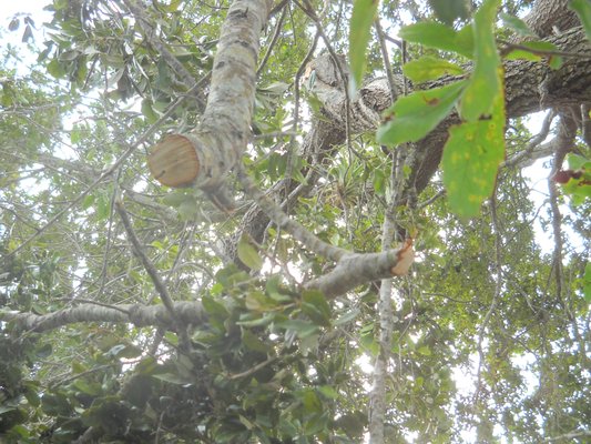 6 foot long limb that is 3 inches in width, now dangles 9 feet in the air on my tree.  (not even counting the 7ft 1 inch limb connected.